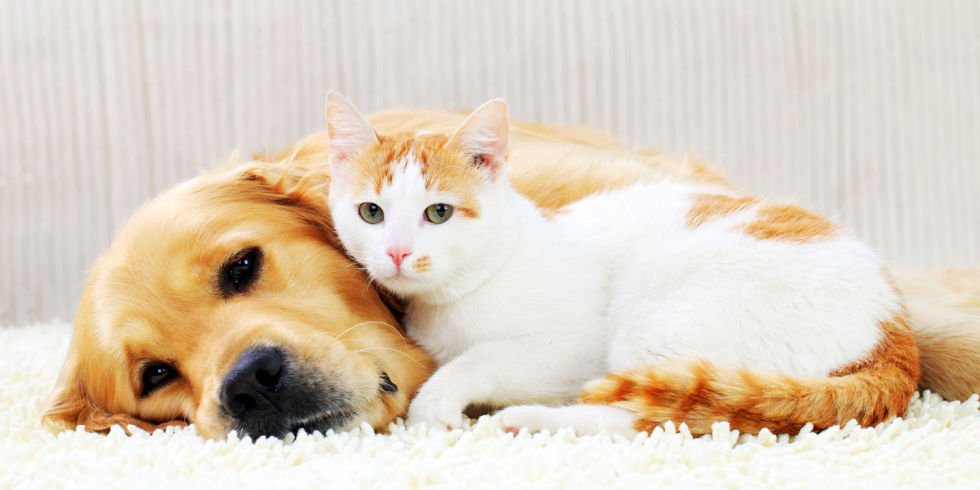 cat and dog on white