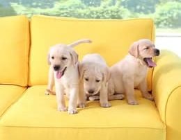 puppies on couch