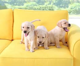 How to dog-proof your furniture