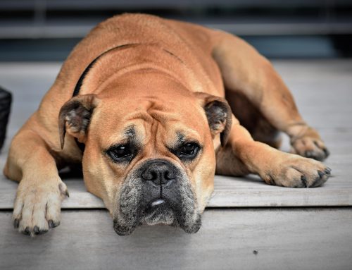 Will My Dog Get Heart Disease from a Grain-Free Diet?