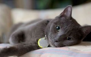 cat laying down - cat has hypothyroidism concept image