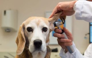 dog getting check up - vet approved products concept image