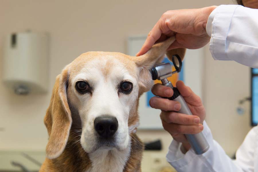 dog getting check up - vet approved products concept image