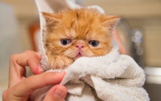 kitten in blanket - giving pets supplements concept image