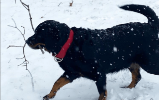 Dog in the snow with a stick