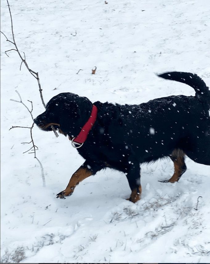 Dog in the snow with a stick