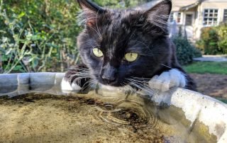 cute black cat drinking a water