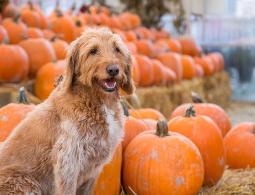 How To Make Homemade Pumpkin Dog Treats