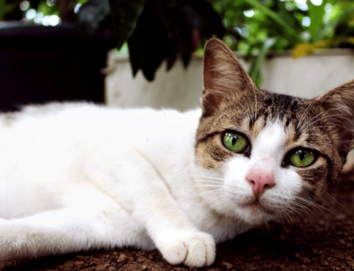 Digestive Enzymes For Cats: A Complete Guide For Pet Lovers
