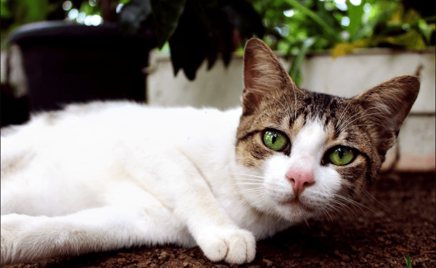 Digestive Enzymes For Cats