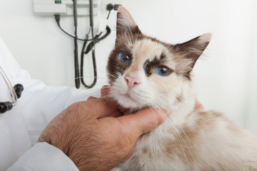 How Nutritional Food Can Help In Cat Cancer Treatment?