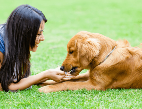 Natural Ways To Support a Dog with Cancer & Keep Them Healthy