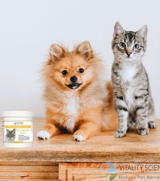 A Pomeranian and cat sitting next to Celoquent Gold's Unique Formulation