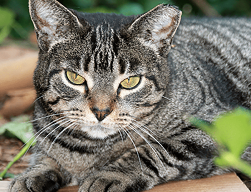 Blood in cat’s urine? 7 reasons that might be happening