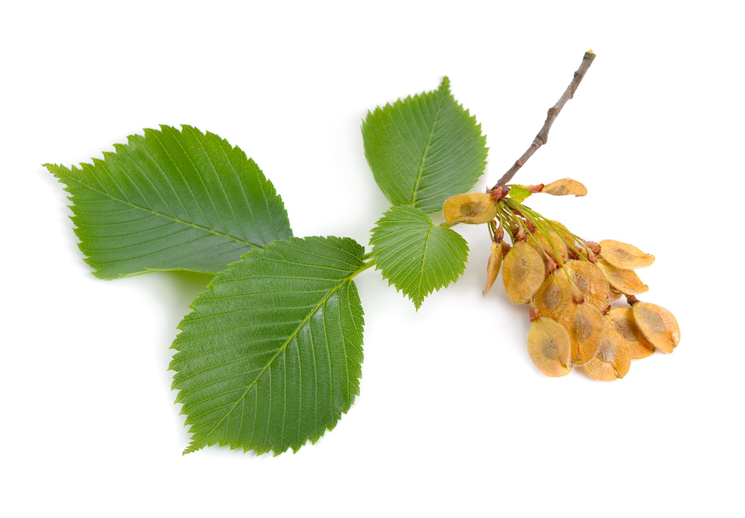 Slippery Elm the king of digestive herbs - Vitality Science